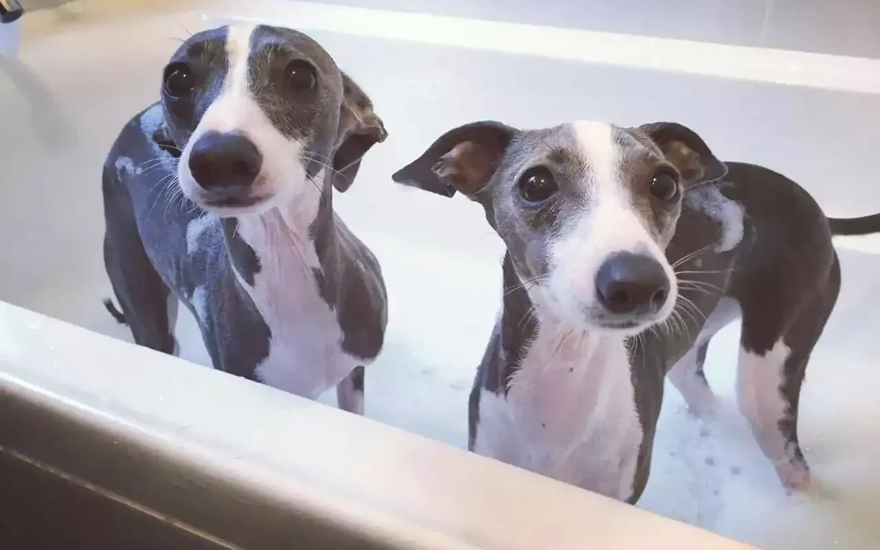 Greyhound Puppies in Bath